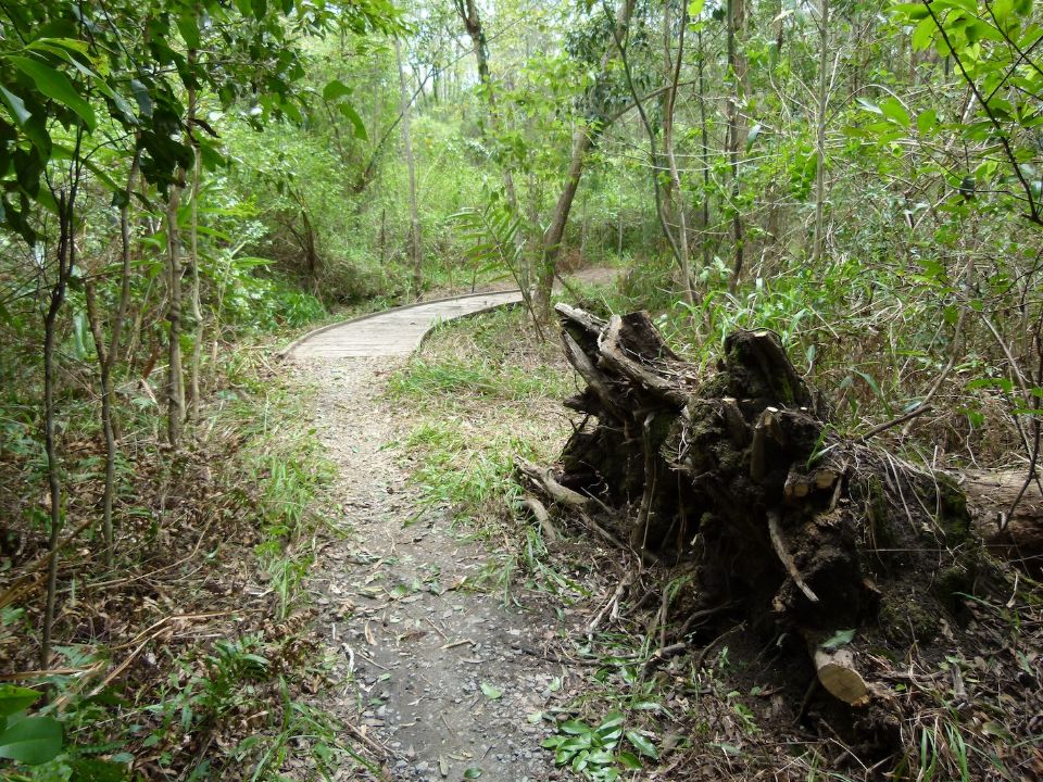 Trimmed stump