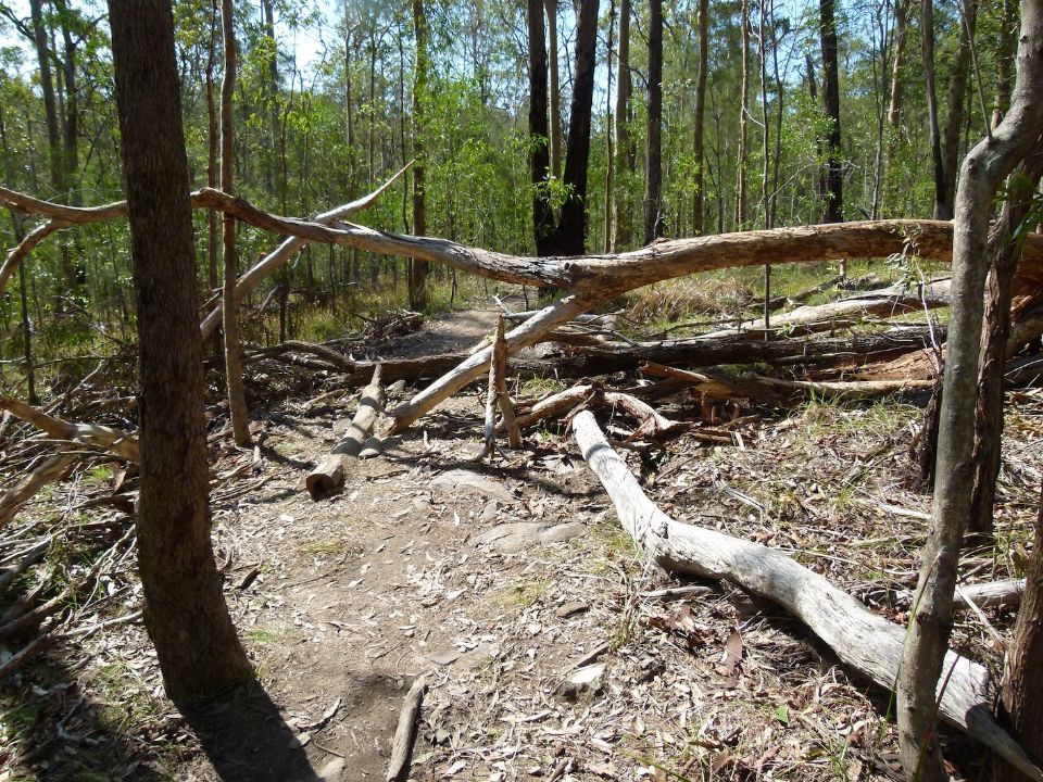 Trail carnage