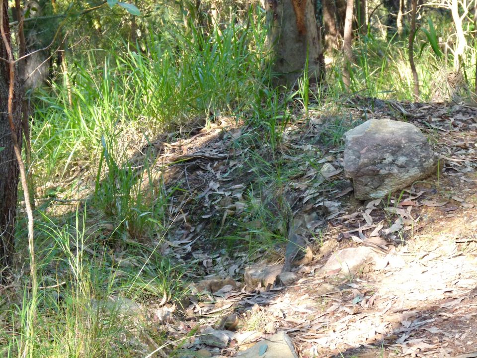 Grasses taking back what was old trail and is now a drain and high point