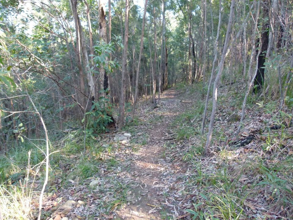 Trail blending into the bush