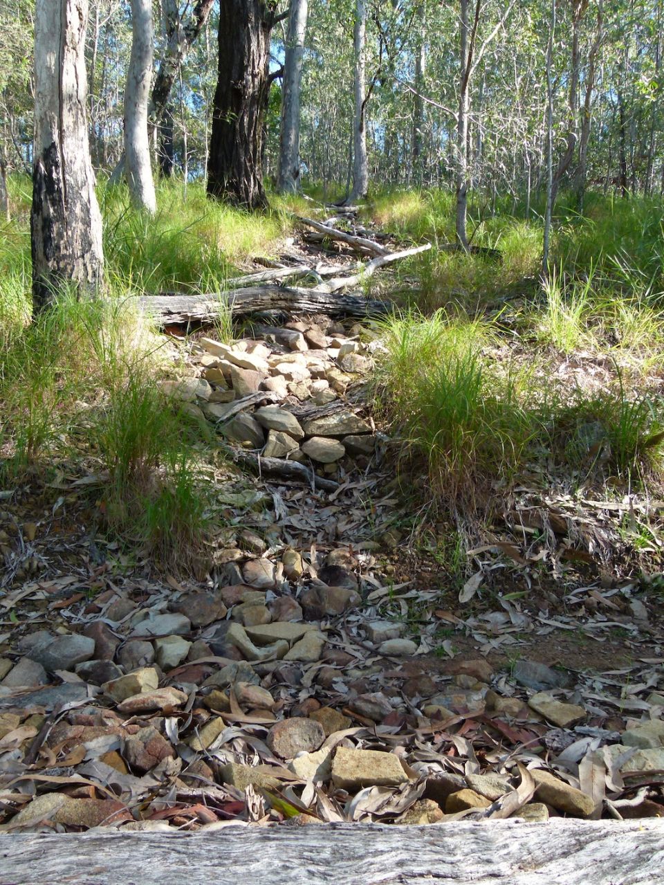 Jack's Track closure starting to grow back