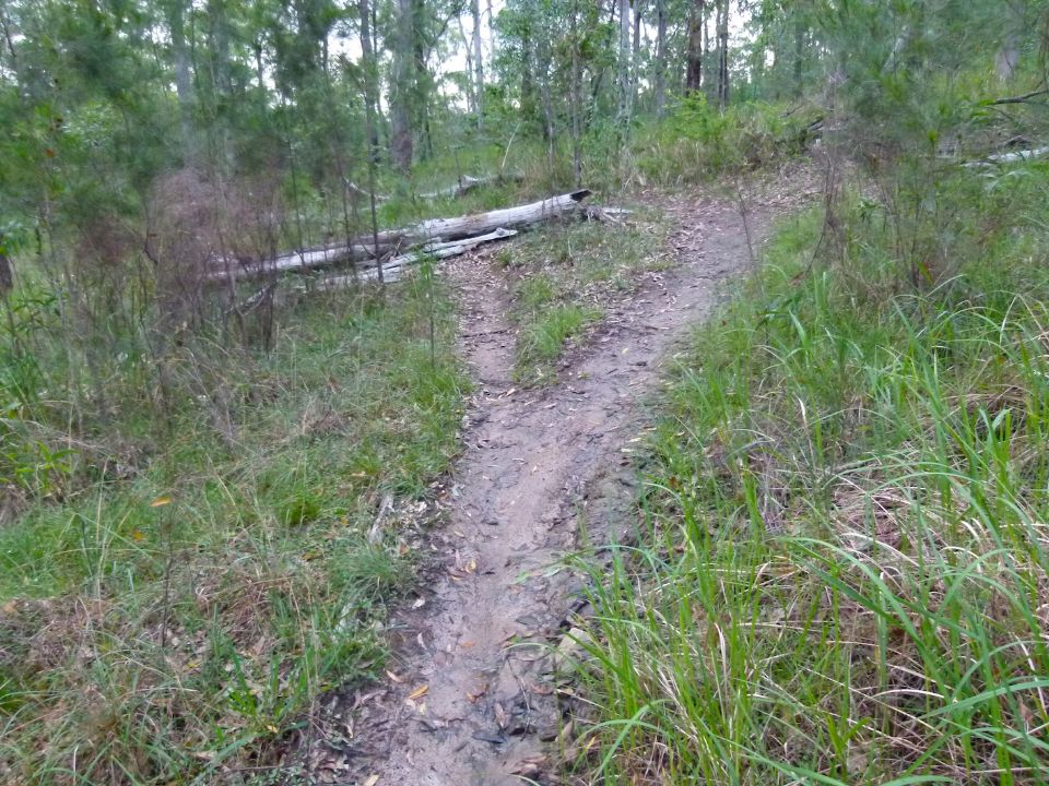 A dead log over