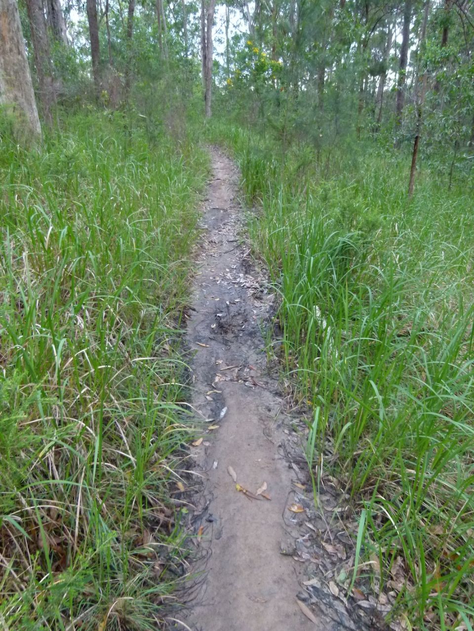 Grasses already growing into Pete's old trail line
