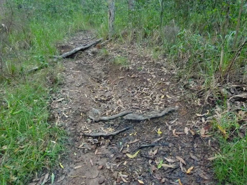 Roots to be saved and water must not run down here anymore