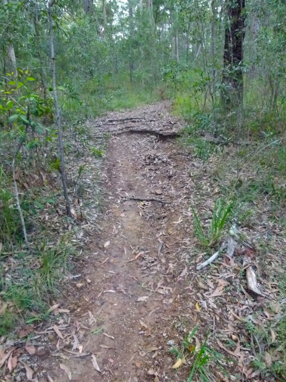 Exposed roots