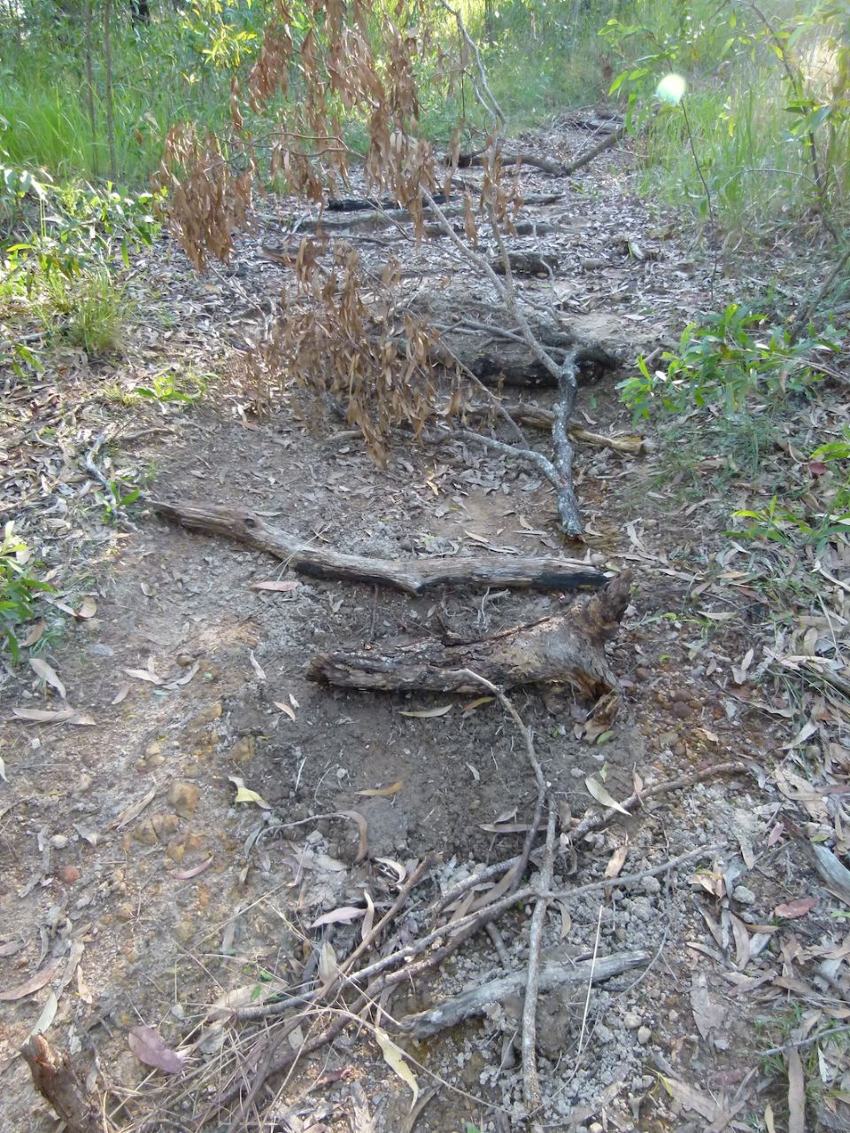 Soil added to protect roots