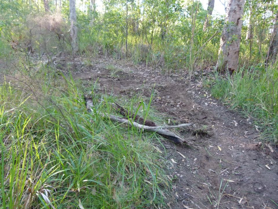 Eroded line turned into salmon steps