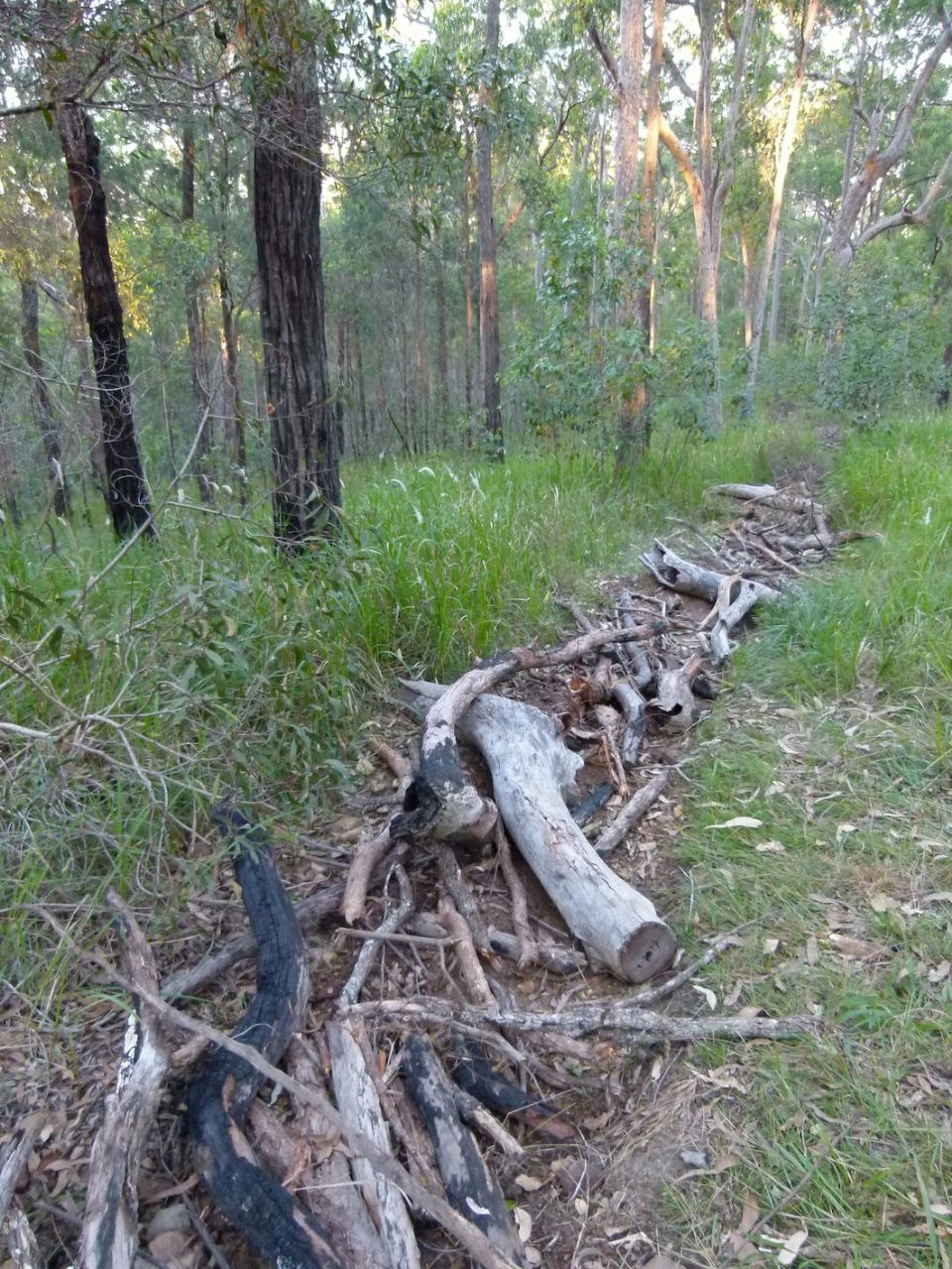 Afternoon light.  Trail closure delight