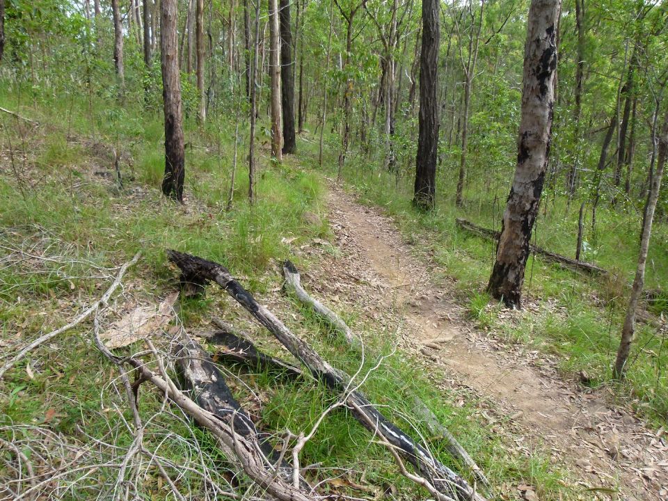 Before the trail merge