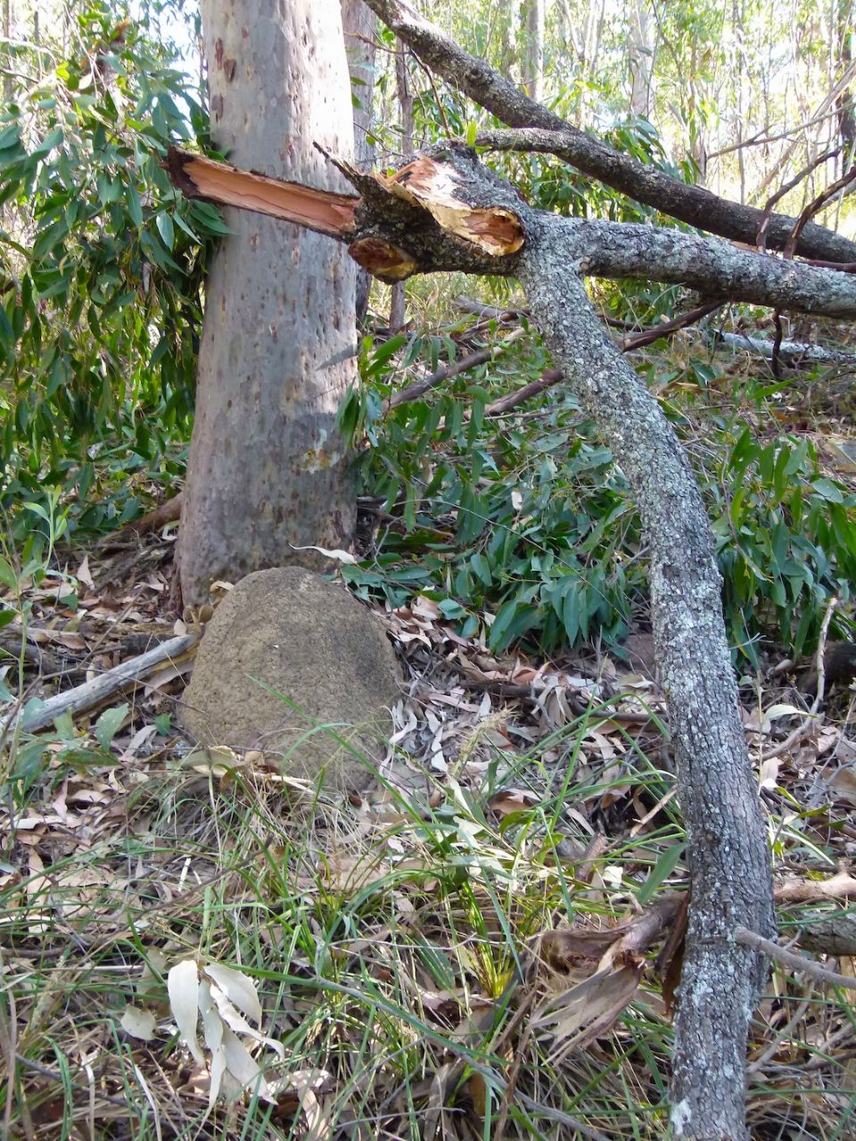 The hung-up tree had some life left in it, despite snapping through the trunk