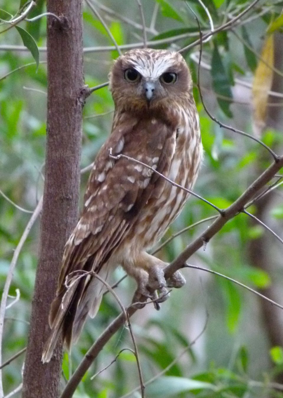 A Barking Owl