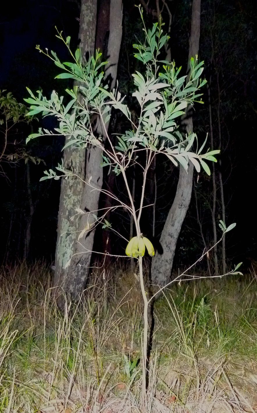A new species perhaps