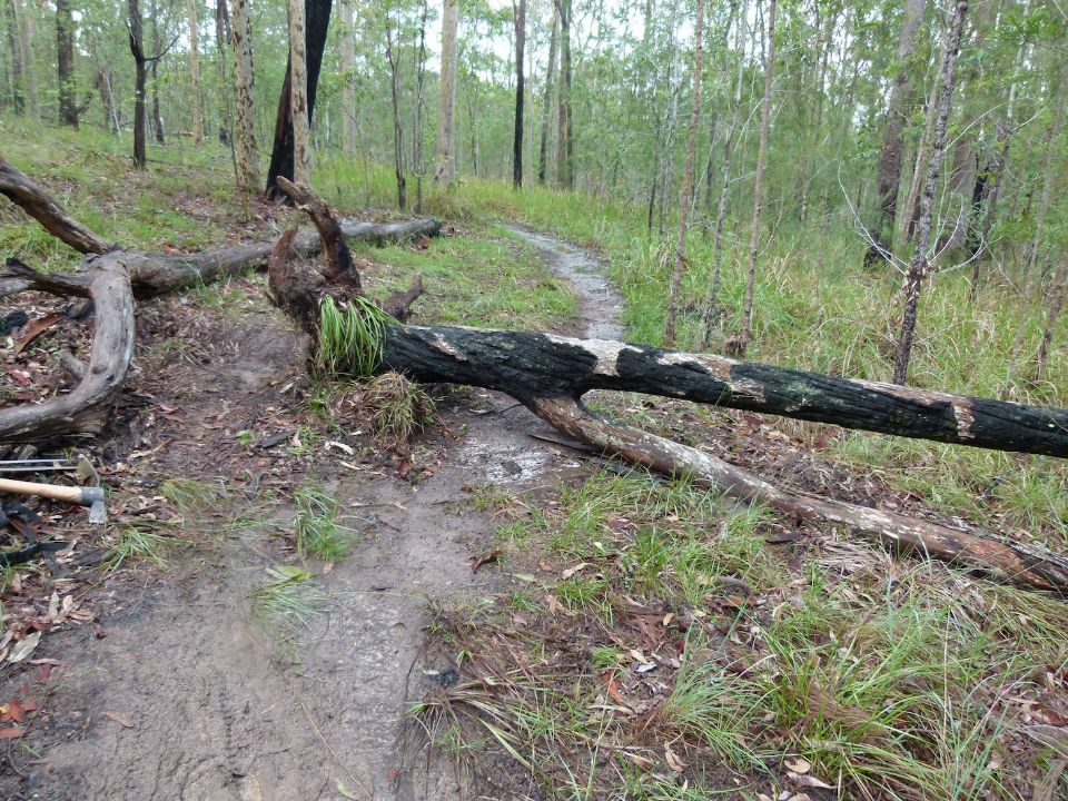 Another tree falls on Pete's Trail