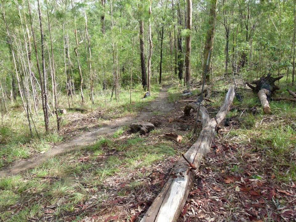 Fallen tree parts above and below the trail