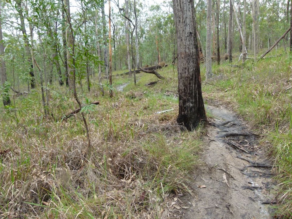 Exposed roots = unhappy QPWS