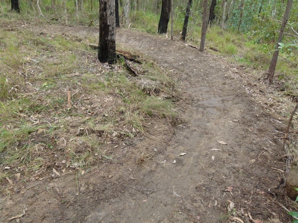 Transplanted grasses and trail looking OK