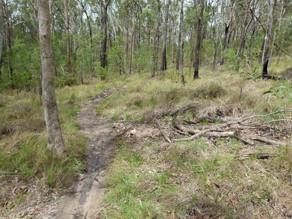 Trail closure material was harvested from the edge of this trail