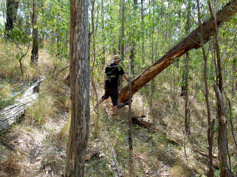 We want this tree to move a little downhill
