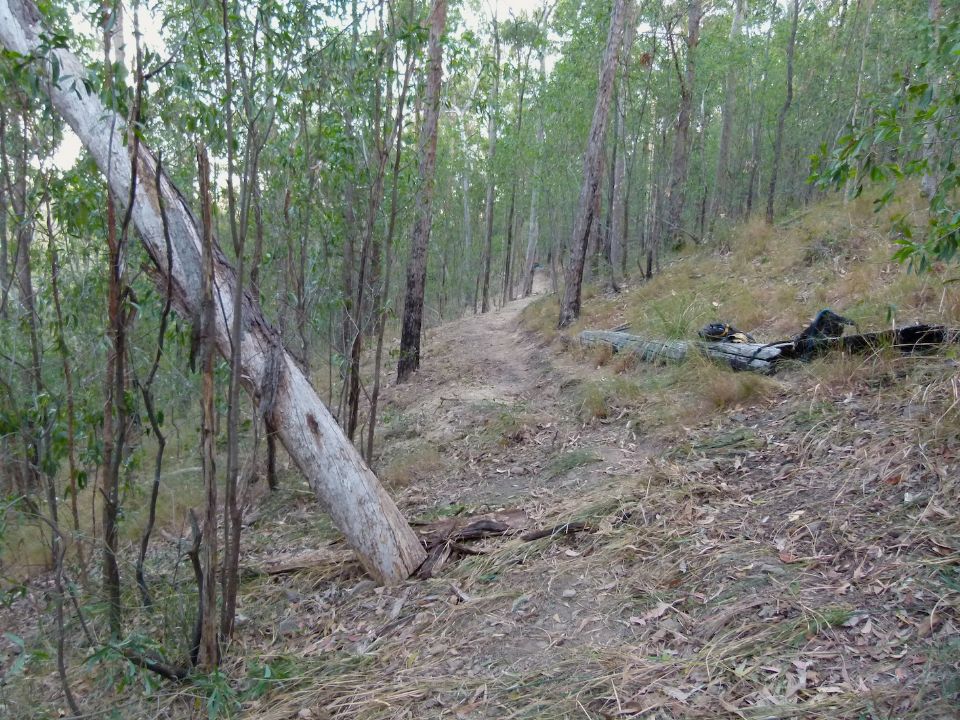 New trail line around the angled tree