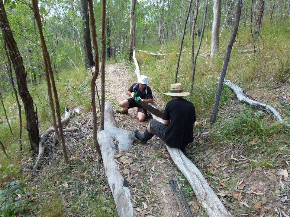 Fallen , dry hardwood.  Not so easy to deal with