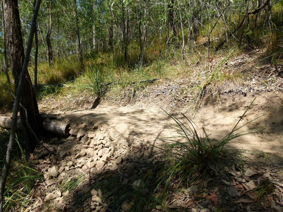 The lomandra is the low point of the drain