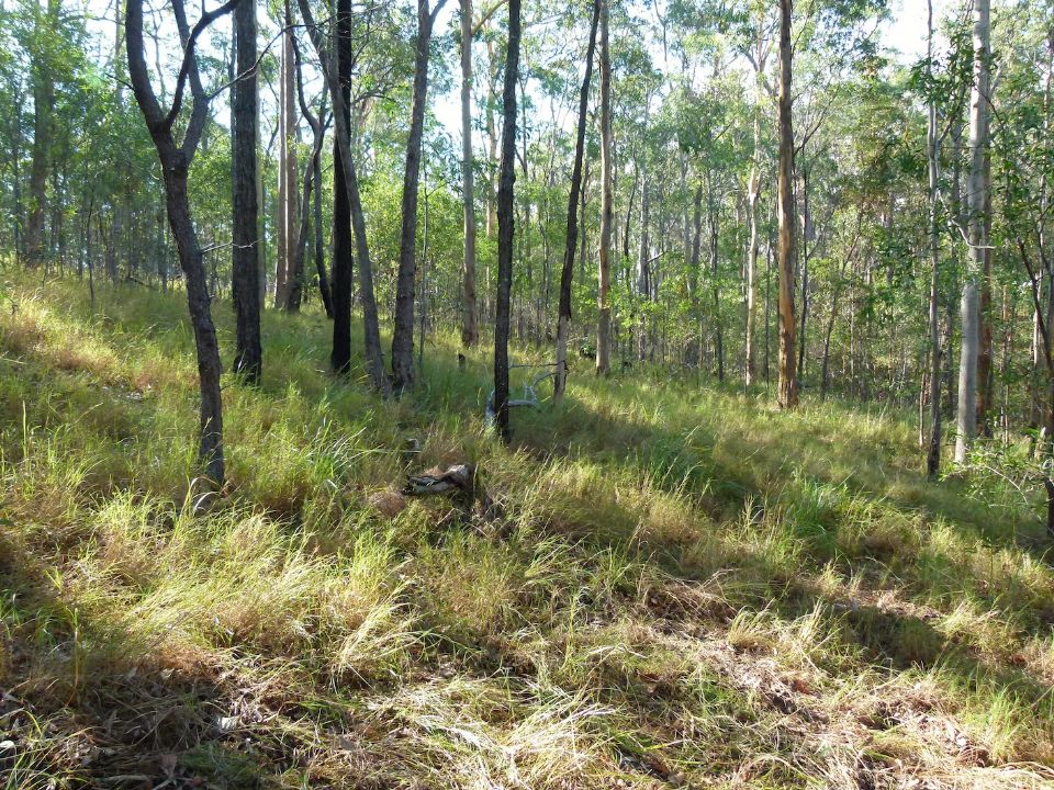 Kangaroo Grass, Grey Gums and Spotted Gums in a lovely place