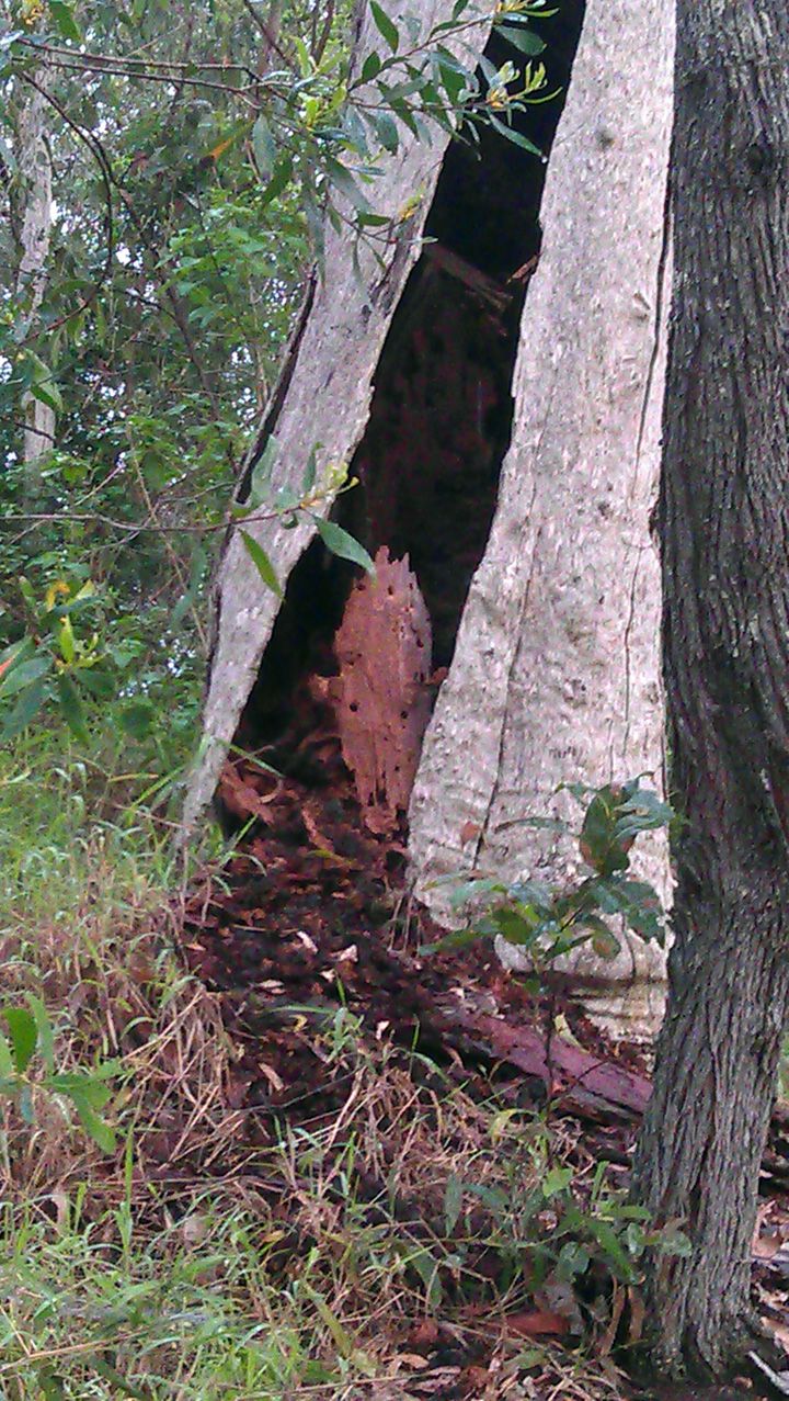 Wooden face in tree