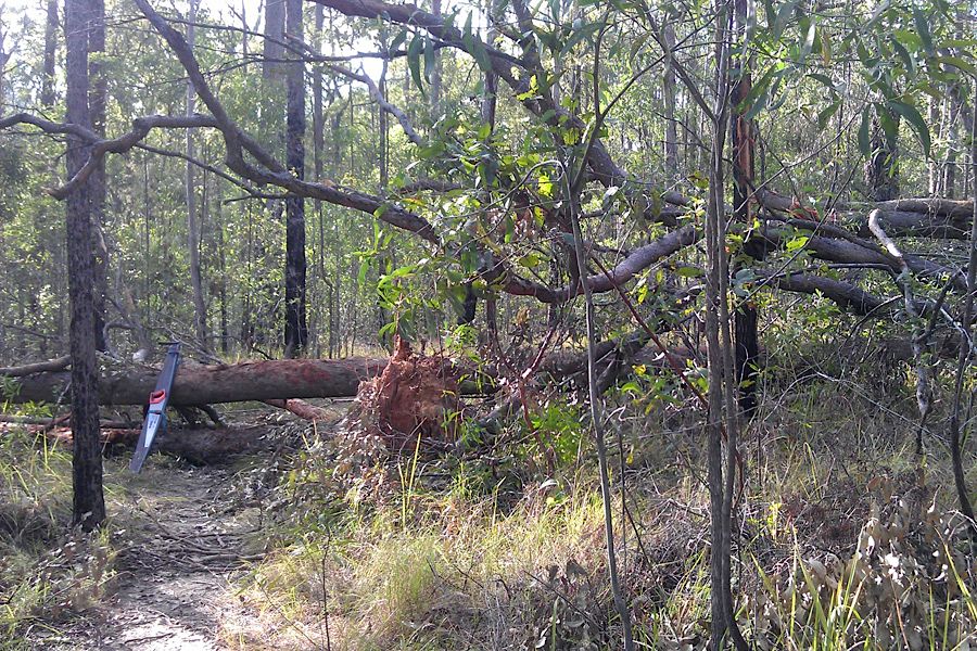 HappyTree01.jpg