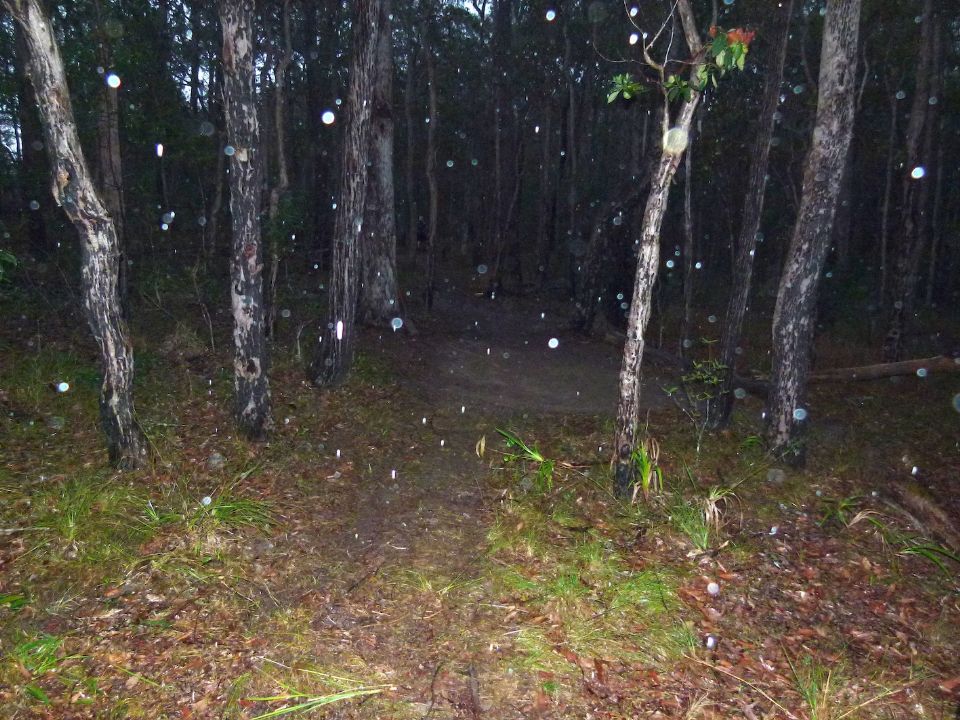 P1150033.jpg